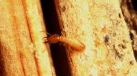 Termite Inspection Melbourne image 1